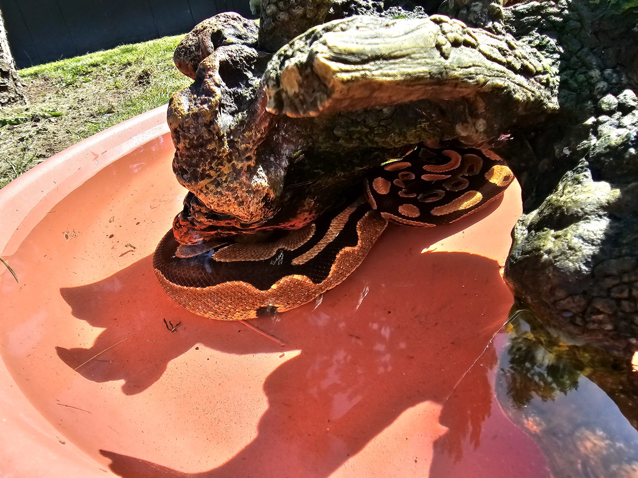 royal python soaking in the sun