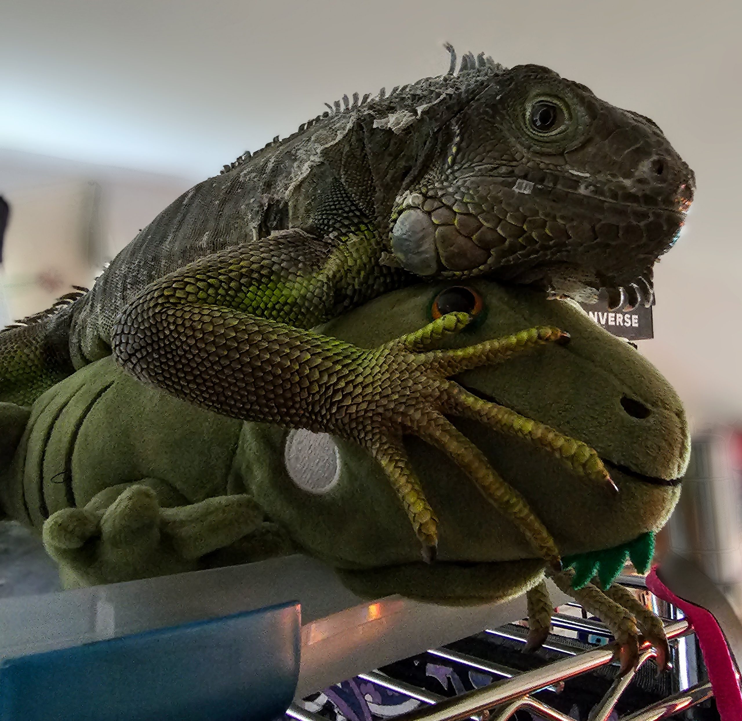 green iguana holding stuffed green iguana