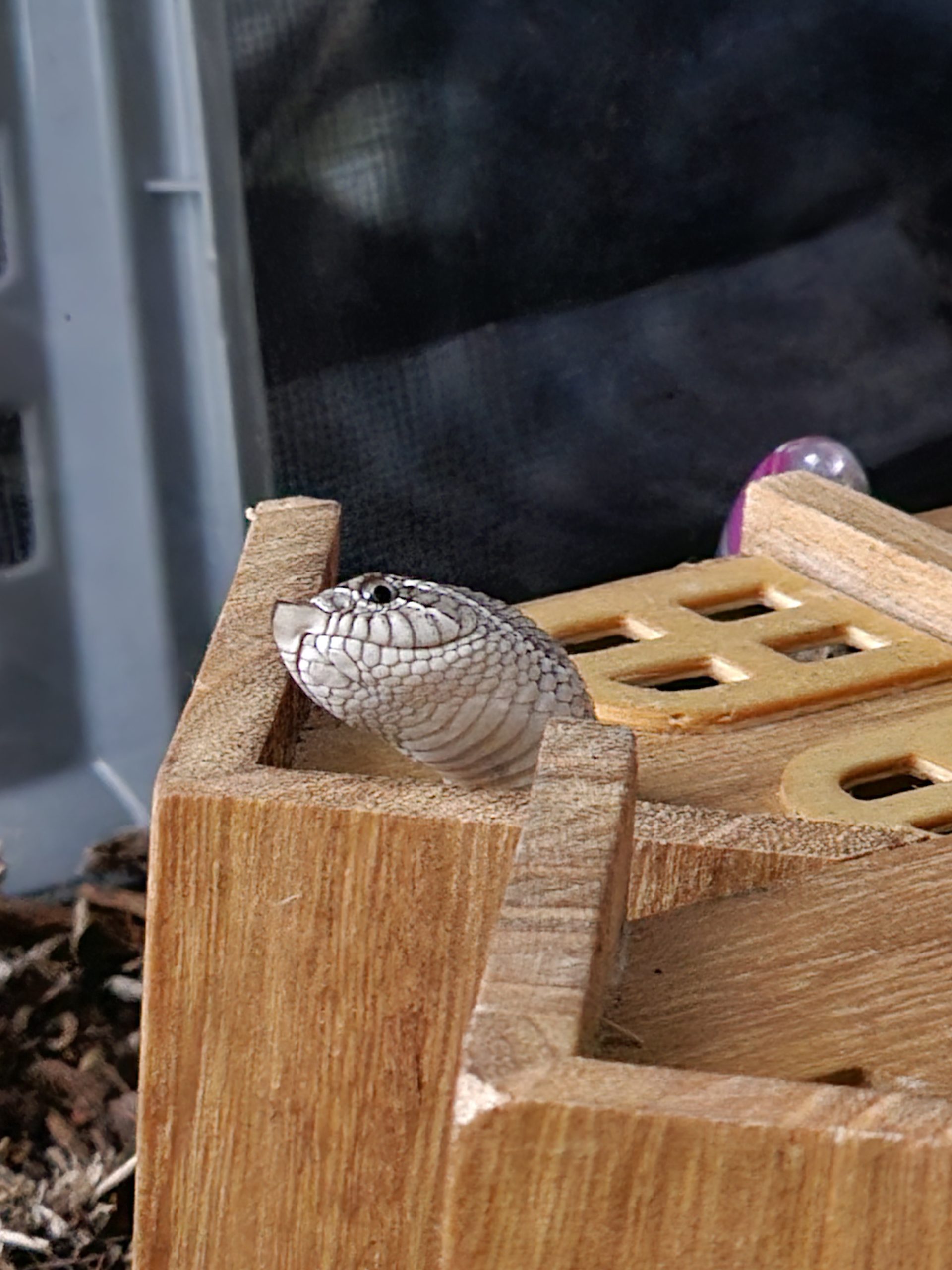 plains hognose snake emerging from her house