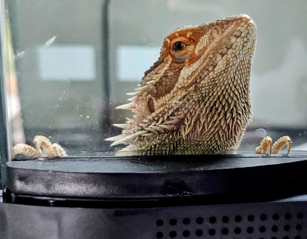 bearded dragon looking at camera