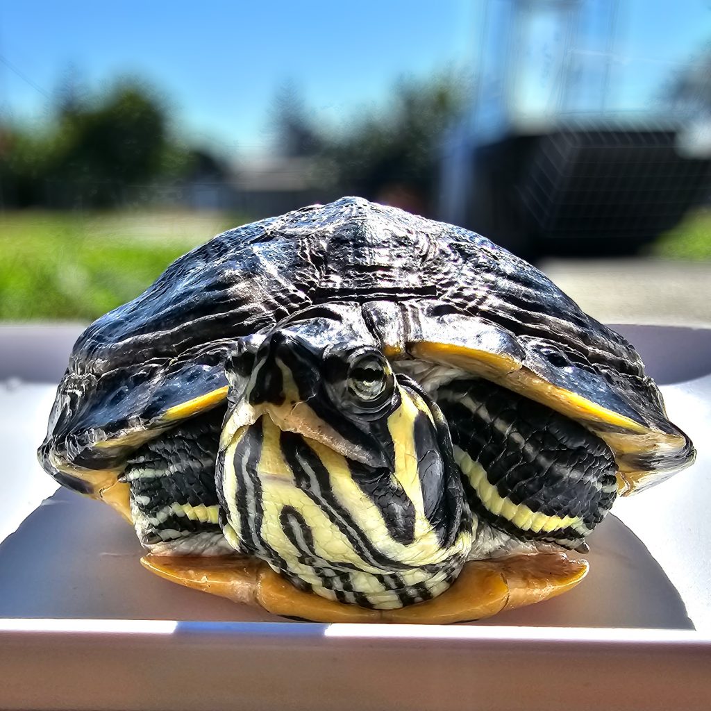 yellow-bellied slider sitting in the sun