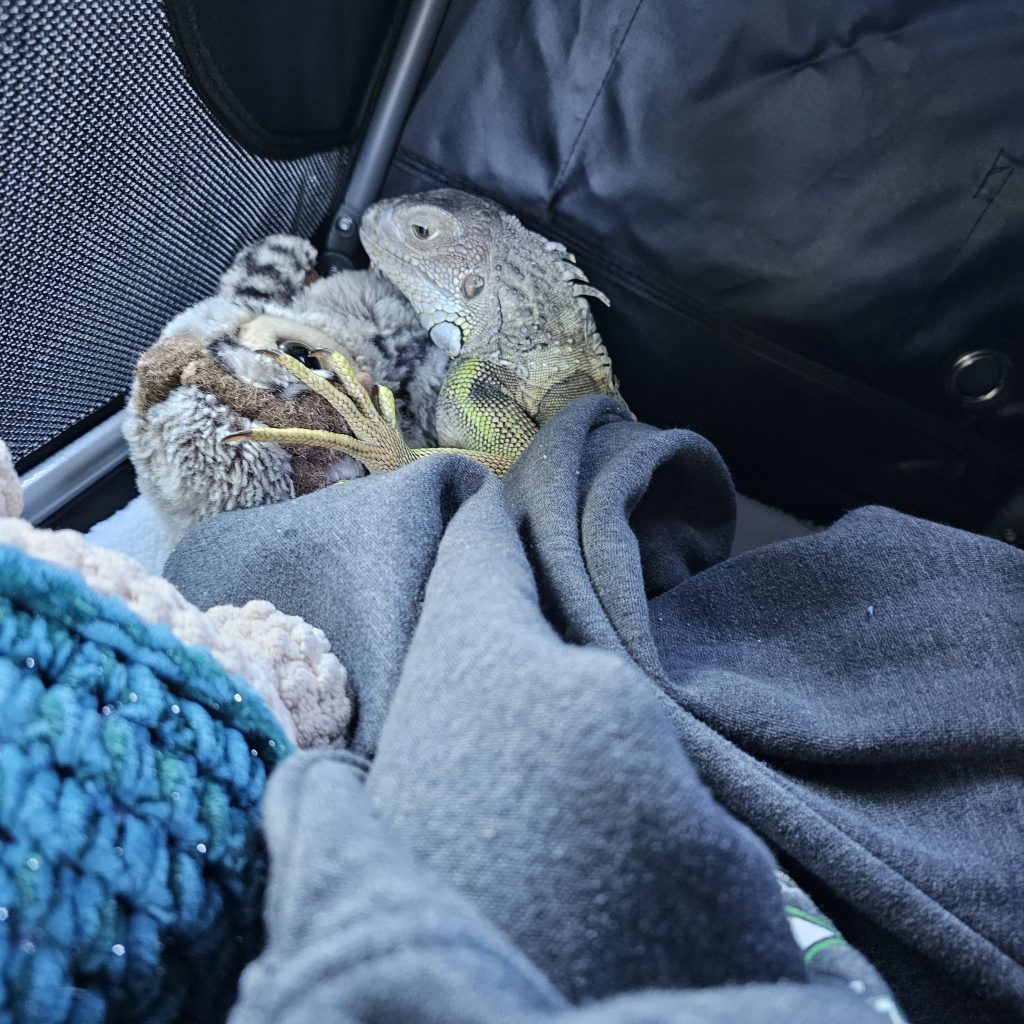 green iguana cuddling stuffed animal